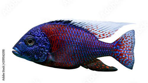 Quadro su tela Vibrant blue and red male peacock cichlid fish with long flowing dorsal fin