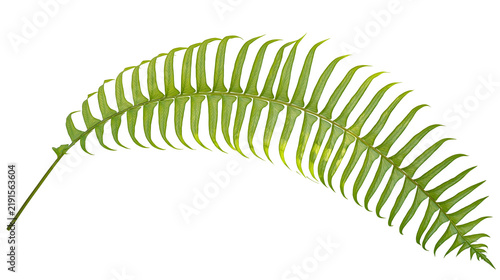 Canvastavla Single vibrant green fern leaf frond with detailed pinnate structure