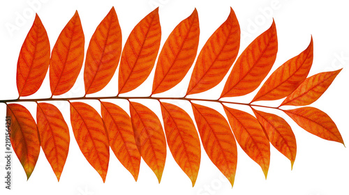 Vibrant orange and red pinnate autumn leaf branch with detailed veins
