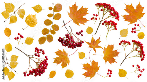 фотографія Autumn maple leaves and red viburnum berry clusters collection