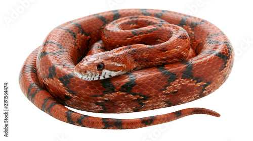 Foto Coiled orange and black patterned corn snake with textured scales