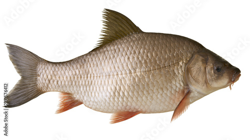 Cuadro en lienzo Common carp fish with shiny metallic scales and orange tinted fins