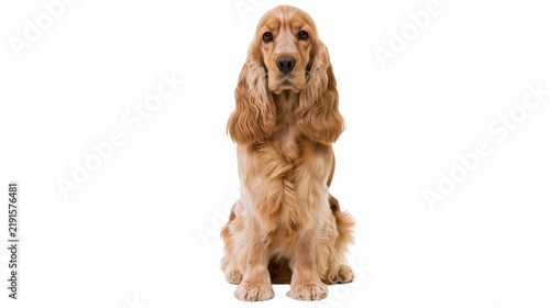 Obraz na plátně Golden English Cocker Spaniel dog sitting and looking forward