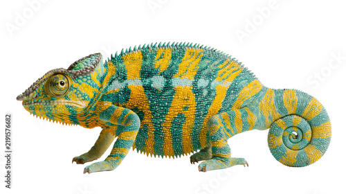 фотографія Vibrant yellow and turquoise panther chameleon with curled tail