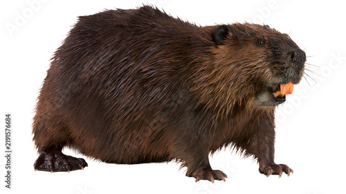Fotografía Large brown beaver with thick fur and prominent orange teeth standing sideways