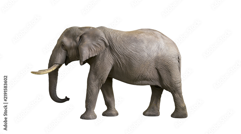 Obraz premium Full body side view of a large African elephant with wrinkled grey skin and tusks