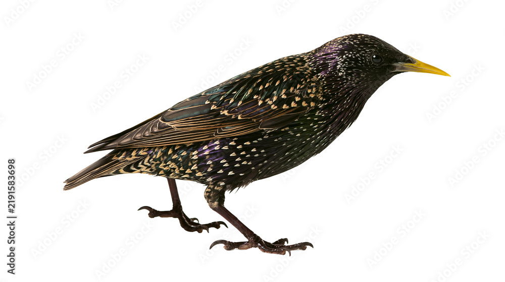 Fototapeta premium Common starling with iridescent black plumage and yellow beak standing profile