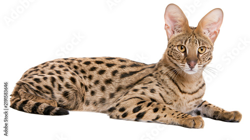 Foto Spotted Savannah cat with large ears and golden eyes lying down