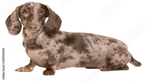 Foto Dapple dachshund dog with brown and grey mottled fur coat lying down