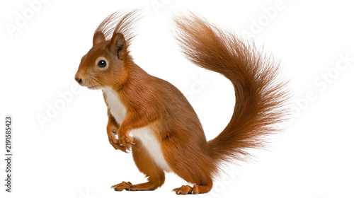 Canvastavla Red squirrel standing on hind legs with bushy tail and tufted ears
