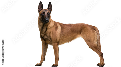 Obraz na płótnie Alert Belgian Malinois dog with tan fur and black mask standing in profile