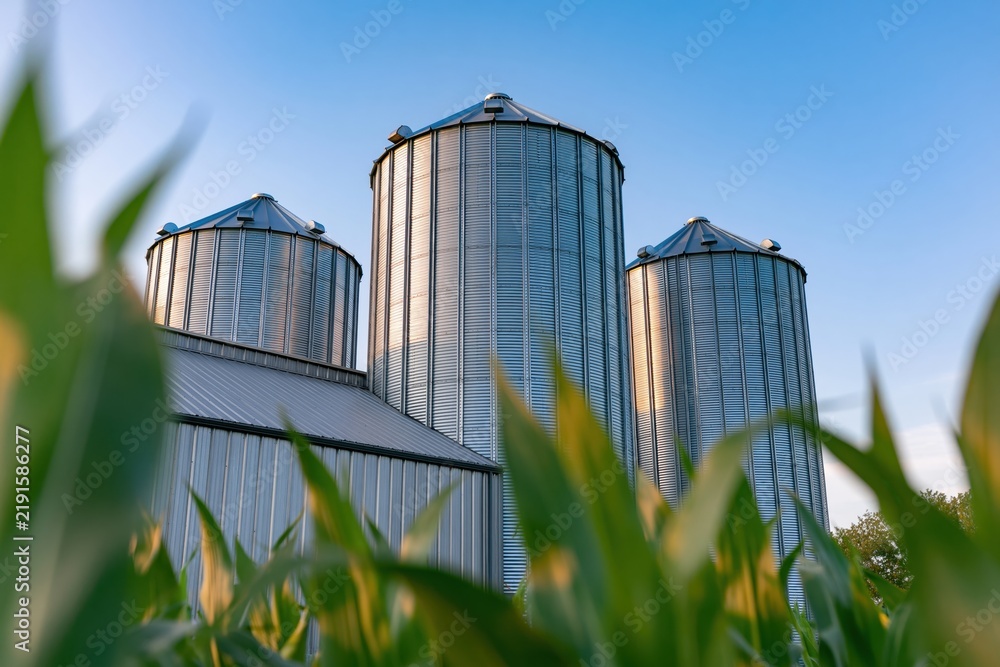 Fototapeta premium The Grain Silos Stand Tall Over a Rural Farm Under Bright Blue Sky