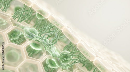 Microscopic 3D illustration of plant stem cells and natural lipid ceramides restoring the skin protective barrier for advanced skincare.