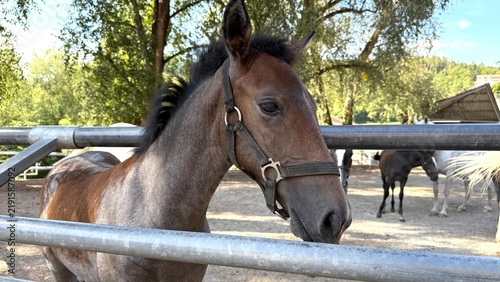 Quadro su tela Young Lipizzaner at Lipizzaner Stud Piber in Styria, Austria