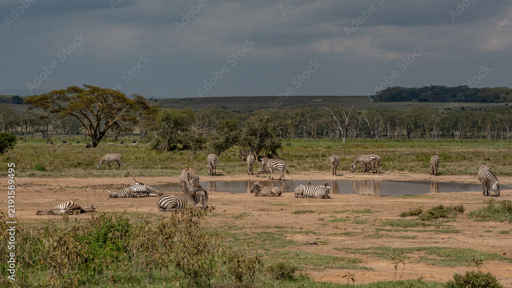 Fototapeta premium Zebras grazing in groups at sunset in Mara triangle during migration season