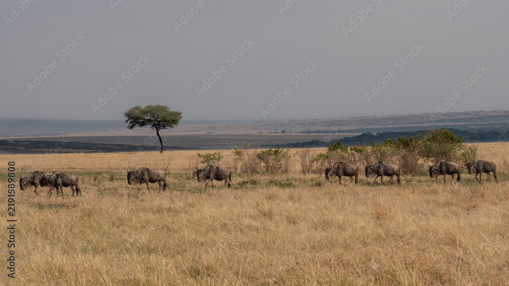 Fototapeta premium Wildebeest migration, Serengeti National Park, Tanzania, Africa