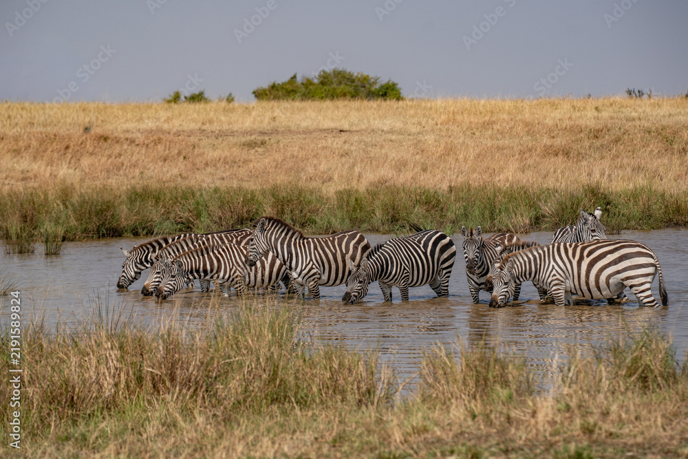 Fototapeta premium Zebras grazing in groups at sunset in Mara triangle during migration season