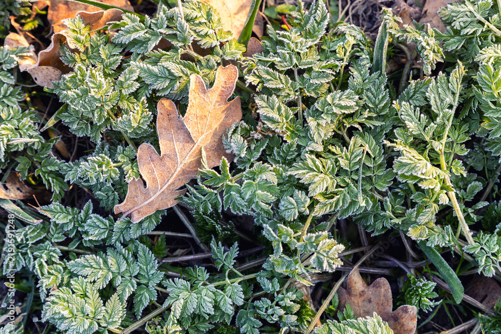 Obraz premium Frosted green foliage and fallen oak leaf glow in cold morning sunlight after first autumn freeze. Delicate ice crystals cover plants, highlighting crisp texture, seasonal change and chilly weather