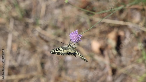 video al rallentatore con vista macro di un bellissimo esemplare di farfalla macaone (Papilio machaon) sopra un fiore di color rosa-viola chiaro, di giorno, in un ambiente naturale, in estate