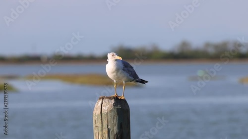 gabbiano adulto mentre si pulisce le piume fermo sopra un palo in un ambiente di mare in Italia, di giorno, in estate, natura e fauna selvatica