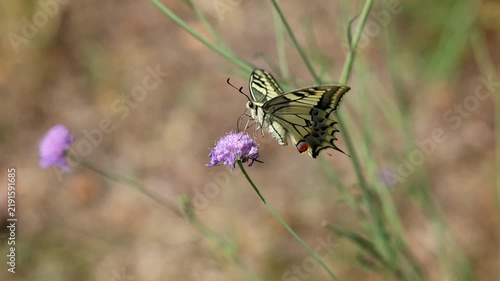 video al rallentatore con vista macro di un bellissimo esemplare di farfalla macaone (Papilio machaon) sopra un fiore di color rosa-viola chiaro, di giorno, in un ambiente naturale, in estate