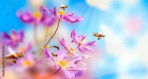 Blossoming clematis with flying bees over blue sky background in sunlight . Spring natural background .Concept.