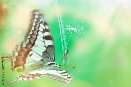 Flying butterfly on the green grass with dandelion flock over natural background . Gently artistic image . Spring and summer concept . Space for text