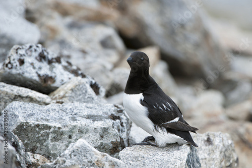 Obraz na plátně Little Auk (Alle Alle), Svalbard Archipelago, Arctic Norway