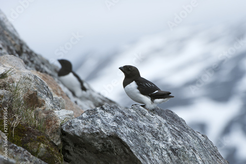 фотографія Little Auk (Alle Alle), Svalbard Archipelago, Arctic Norway