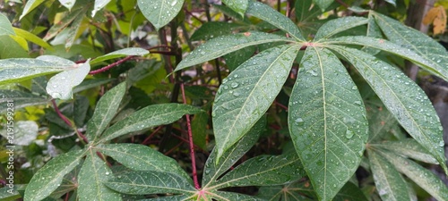 Fresh green cassava leaves covered with water drop lets after rain in the garden.
