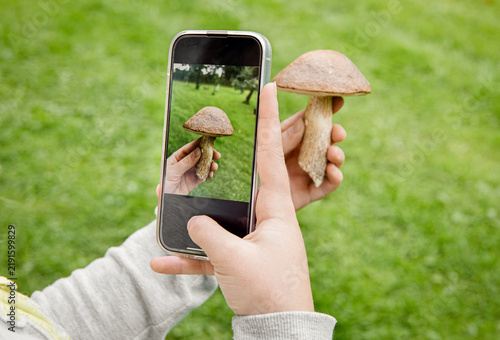 Close-up view of a child’s hands holding a smartphone and taking a photo of mushroom outdoors in autumn. Mushroom identification app concept. The mushroom is identified as a edible birch bolete.