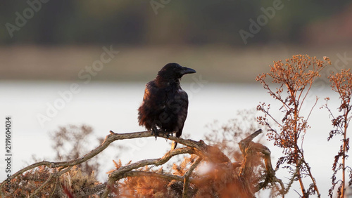 Принти на полотні Carrion Crow perched on gorse at Stanpit Marsh in golden light