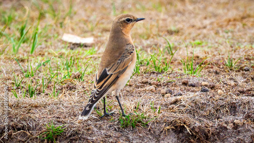 Foto Northern Wheatear female on bare ground, Crouch Hill