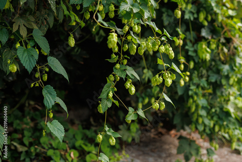Hop vines with green cones hanging from branches
