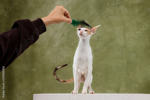 Konstfotografi Cute white cornish rex cat looking at green feather toy teaser wand in hand of o