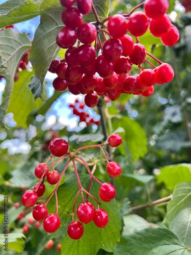 Konstfotografi Bright red viburnum berries growing in clusters among green leaves in a lush sum