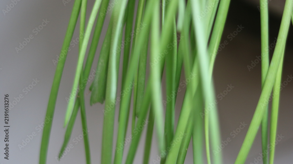 Obraz premium Green Ponytail Palm Leaves Close Up with Long Curved Foliage