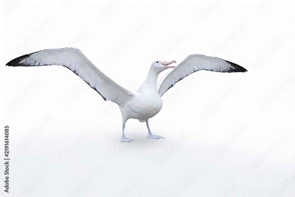 Fototapeta premium Wandering Albatross with Spread Wings on White Background