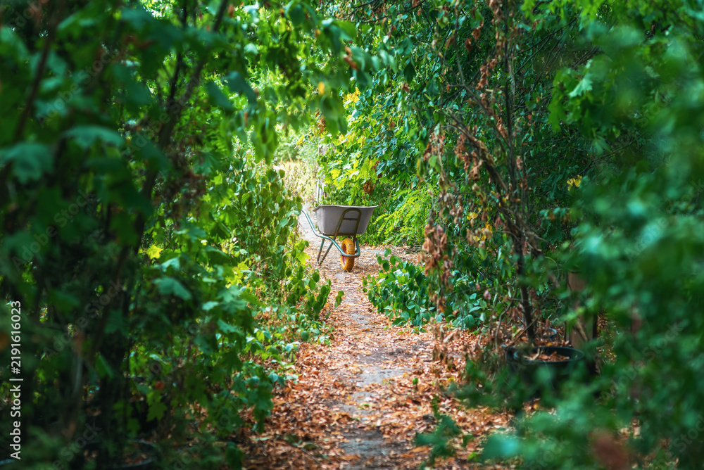 Obraz premium Garden path with wheelbarrow. Agricultural wheelbarrow on path surrounded by garden greenery.