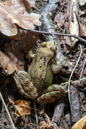 Bild auf Leinwand Common Frog Rana temporaria resting among fallen leaves in the forest during ear