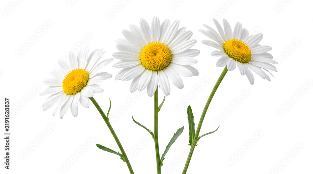 Fototapeta premium Three White Daisy Flowers with Yellow Centers on White Background