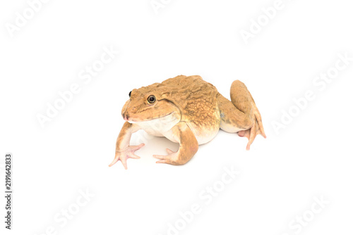 Foto A brown frog isolated on a white background