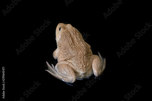 Bild auf Leinwand Close-up of a brown frog against a solid black background.