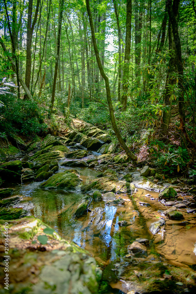 Fototapeta premium Raccoon Branch Wilderness in Virginia’s Jefferson National Forest
