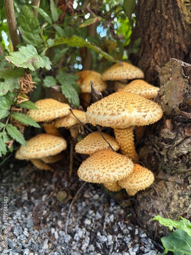 Konstfotografi mushrooms in the forest