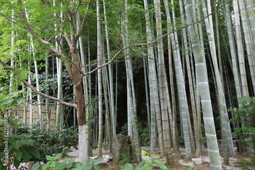 Quadro su tela A Japanese temple: a scene of the precincts of Meigetsu-in Temple in Kamakura C