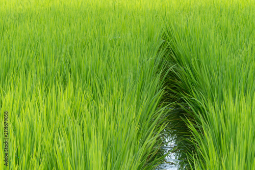 夏の水田の風景　米　田んぼ　滋賀県草津市