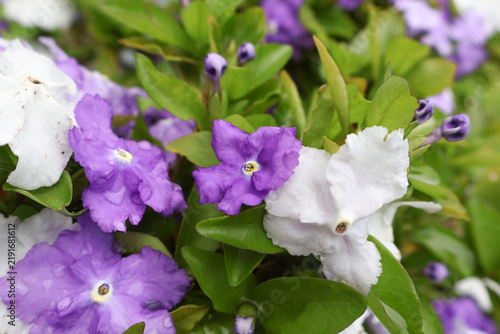 Fotografía white and purple yesterday - today - and - tomorrow flowers with green leaves