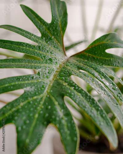 Monstera deliciosa leaf covered in water droplets
