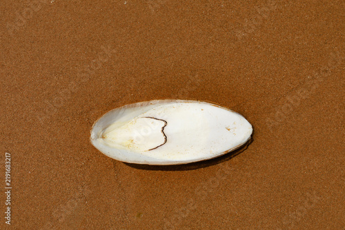 Cuttlebone found along Omaha Beach in the Normandy region of France